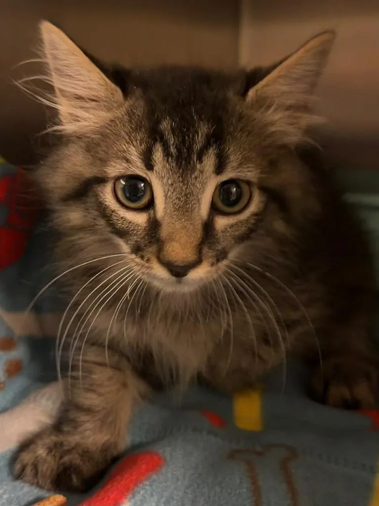 A baby small-sized male Domestic Short Hair cat named Merlin for adoption in Ocala, FL