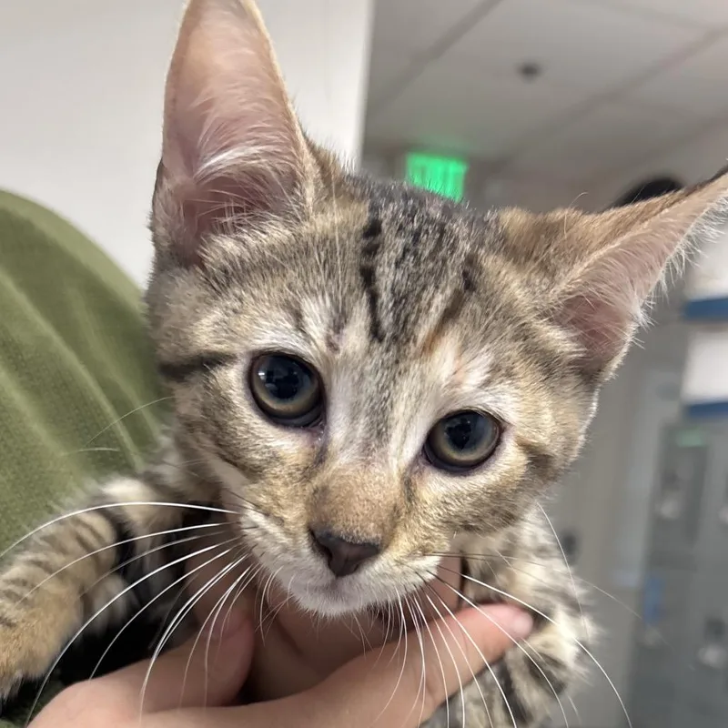 A baby small-sized female Brown / Chocolate Domestic Short Hair cat named Noodles for adoption in Fresno, CA