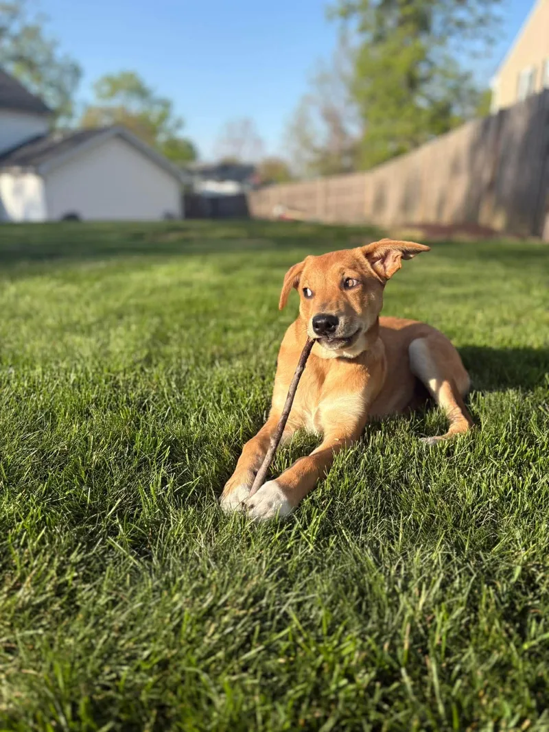 Emmy