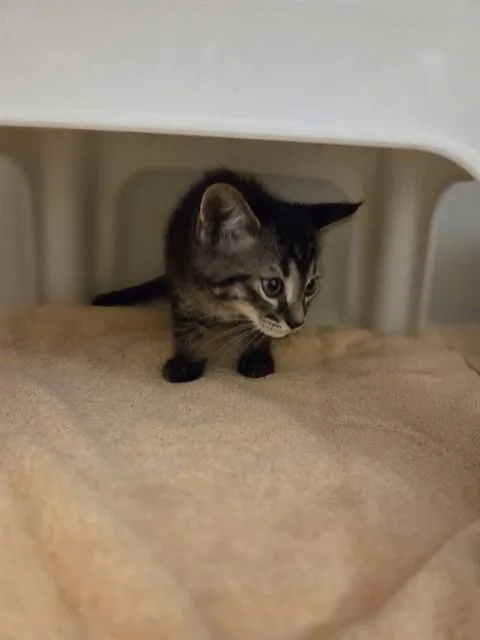 A baby small-sized male Domestic Short Hair cat named Daemon for adoption in Statesville, NC