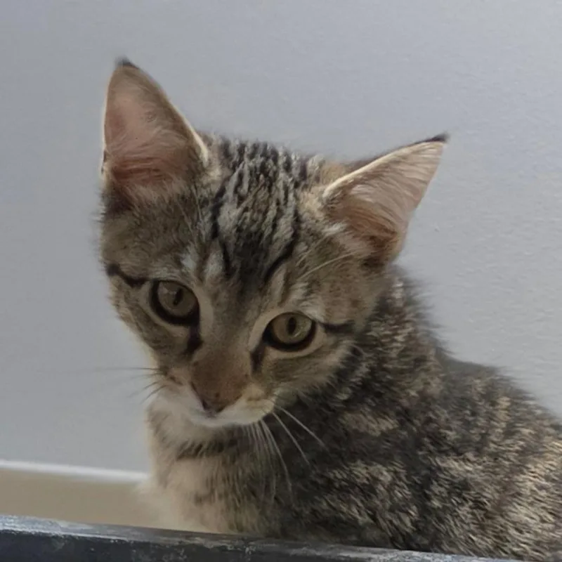 A baby small-sized male Brown / Chocolate Domestic Short Hair cat named Corduroy for adoption in Muncie, IN