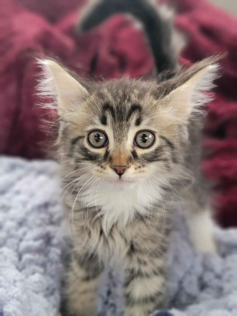 A baby large-sized male Tabby (Brown / Chocolate) Domestic Medium Hair cat named Gatsby for adoption in Washoe Valley, NV
