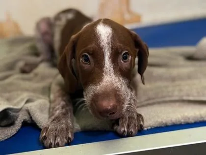 A baby small-sized male Mixed Breed dog named Peter for adoption in Newberg, OR
