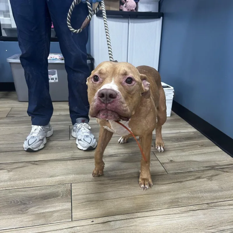 An adult large-sized male Yellow / Tan / Blond / Fawn Pit Bull Terrier dog named Chaos for adoption in Newark, NJ