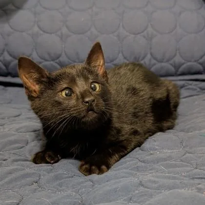 Sir Rupert Crossgaze thumbnail 3