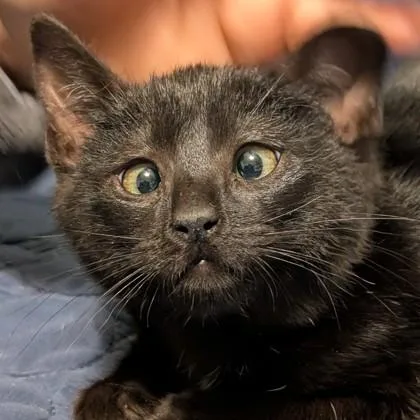 Sir Rupert Crossgaze thumbnail 4