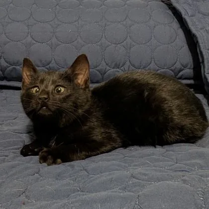 Sir Rupert Crossgaze thumbnail 5