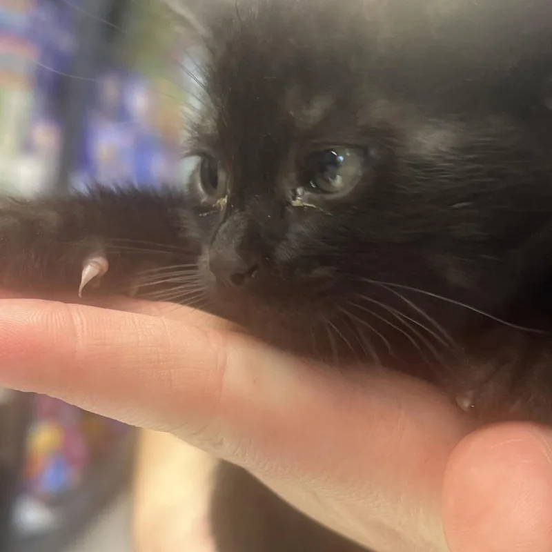 A baby small-sized female Domestic Short Hair cat named Countess for adoption in Oak Hill, WV