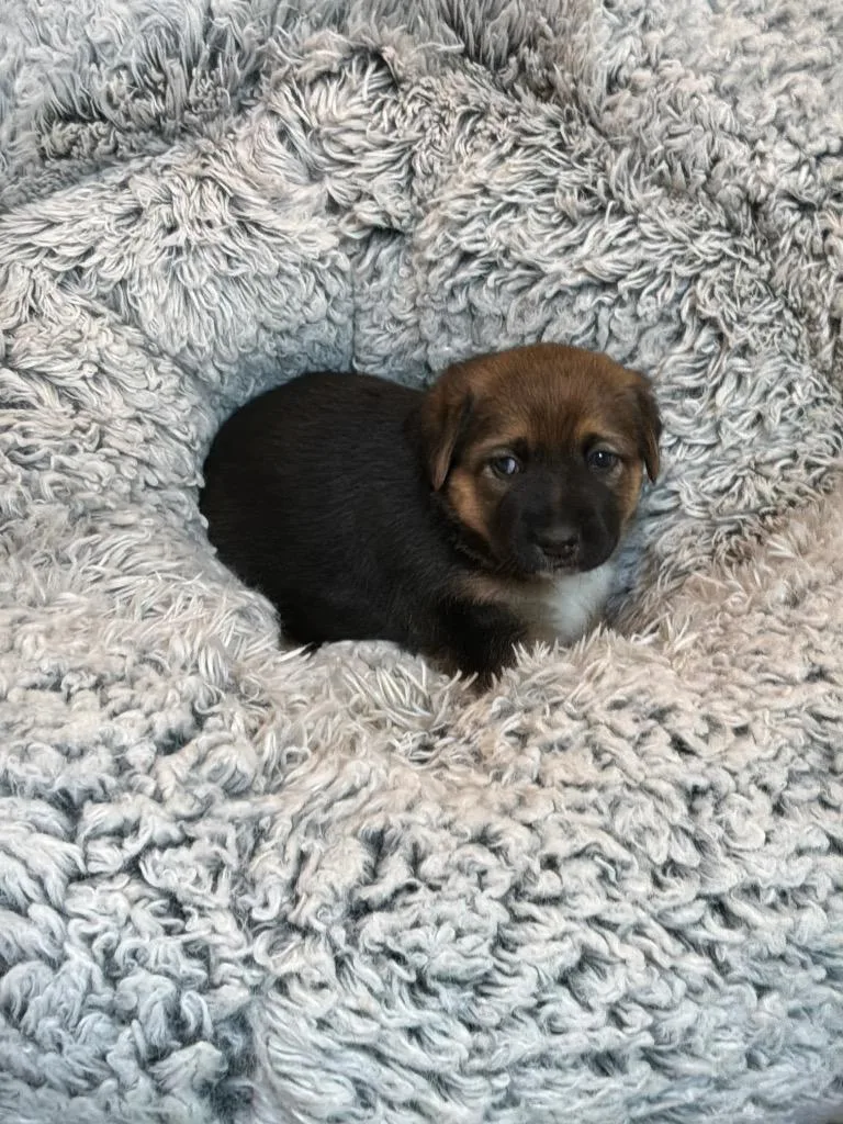 A baby large-sized female Tricolor (Brown, Black, & White) Belgian Shepherd / Malinois dog named Tomato for adoption in Mira Loma, CA