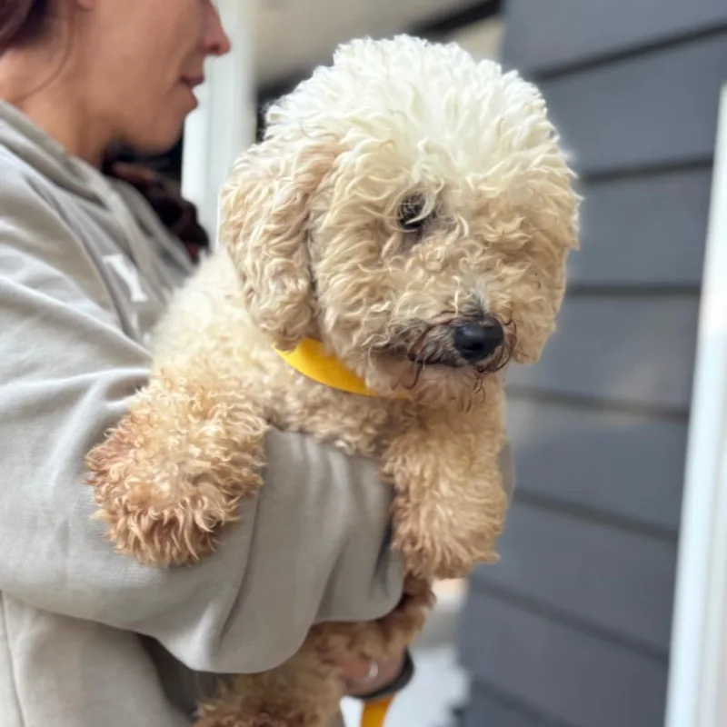 An adult small-sized female Golden Retriever dog named Sicily for adoption in St. Charles, IL