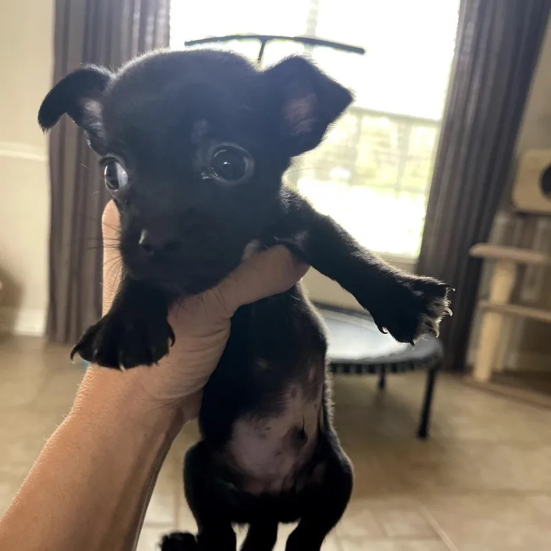 A baby small-sized male Black Chihuahua dog named Ozzy for adoption in Austin, TX