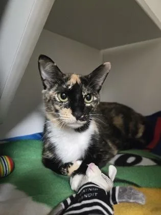An adult medium-sized female Domestic Short Hair cat named Applesauce for adoption in Savannah, GA