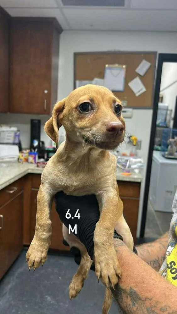 A baby small-sized male Dachshund dog named Pd Chocolate for adoption in Boulder, CO