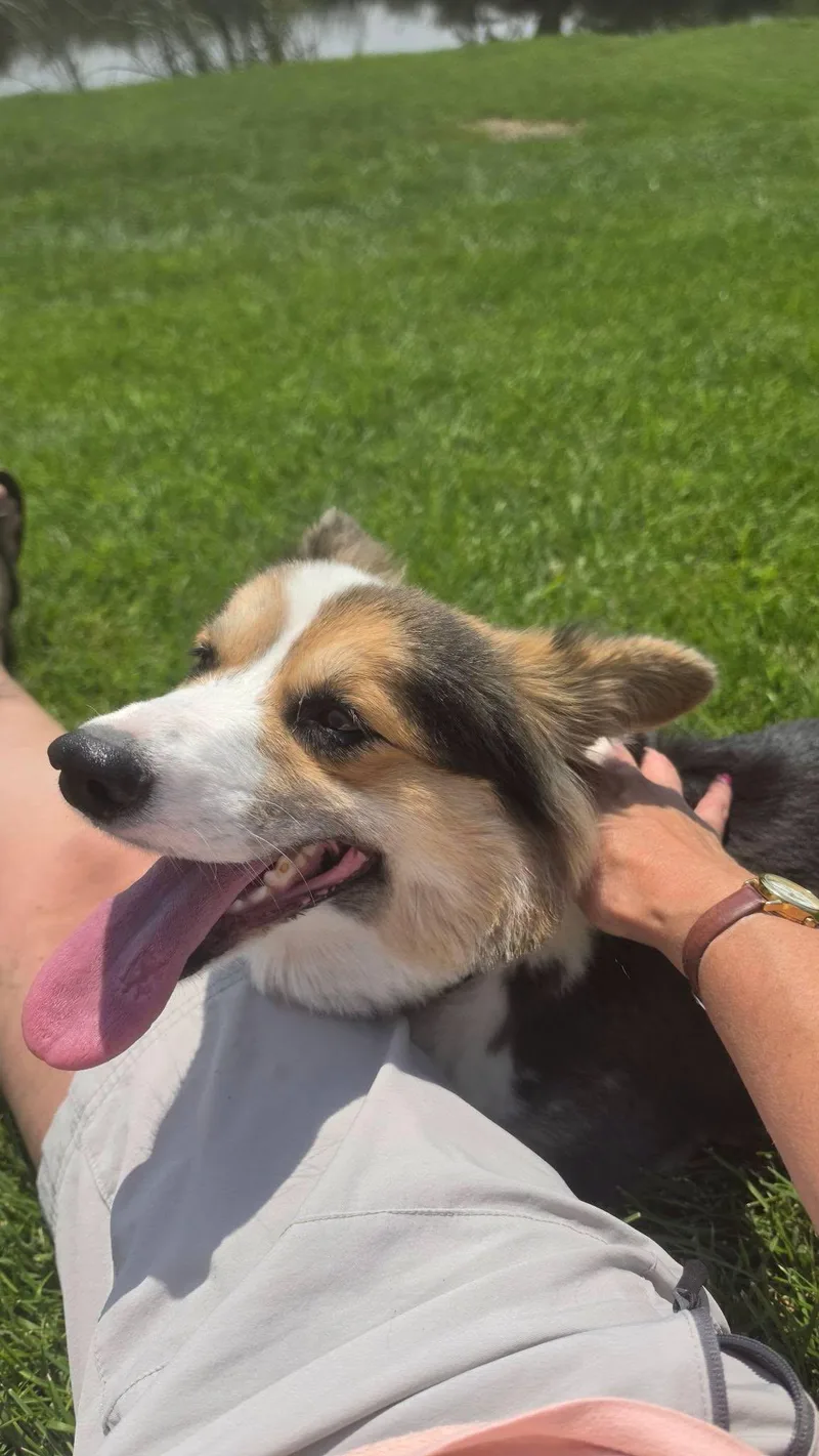 A young medium-sized male Cardigan Welsh Corgi dog named Bodie for adoption in Hermiston, OR