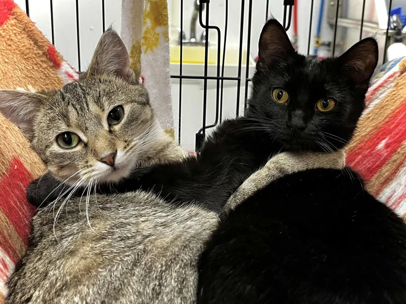 A young medium-sized female Black Domestic Short Hair cat named Moon Beam for adoption in Estherville, IA