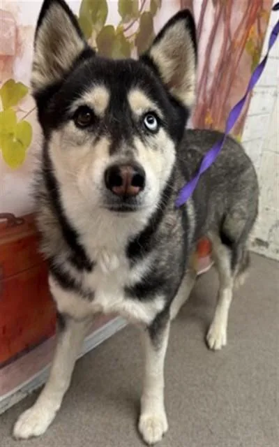 A young large-sized female Siberian Husky dog named Poppy for adoption in San Bernardino, CA