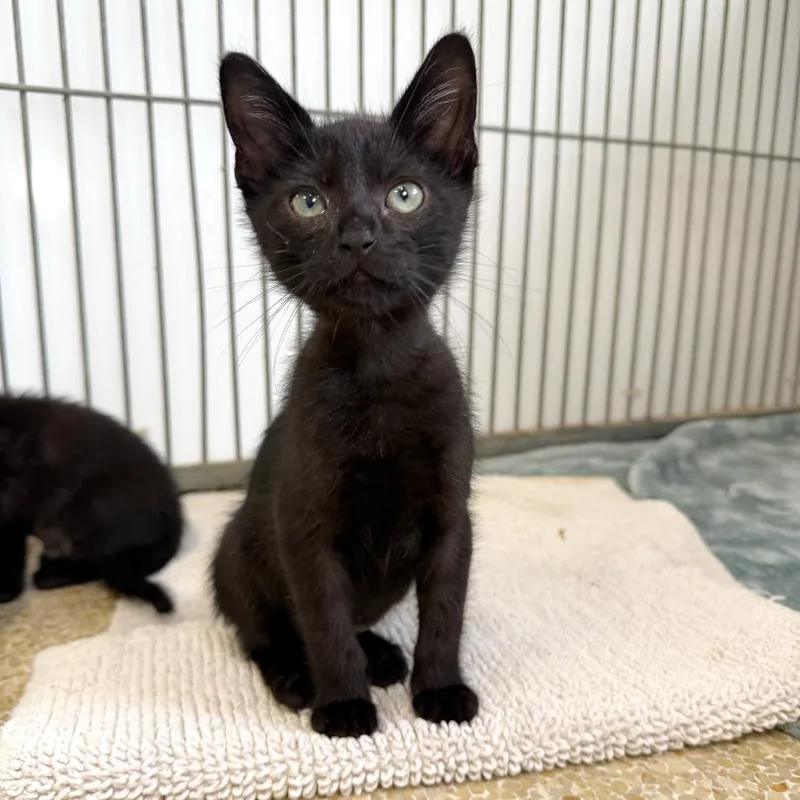 A baby small-sized male Black Domestic Short Hair cat named Shrimp for adoption in Santa Barbara, CA