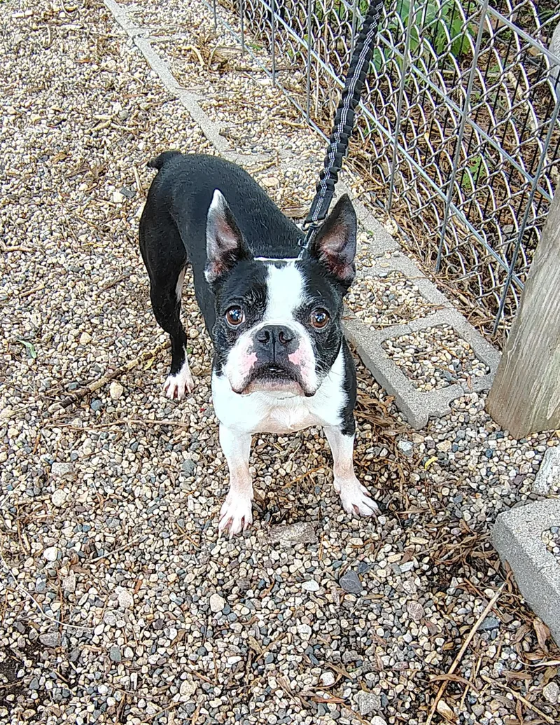 A senior small-sized male Black Boston Terrier dog named Bubby for adoption in Rockwell City, IA