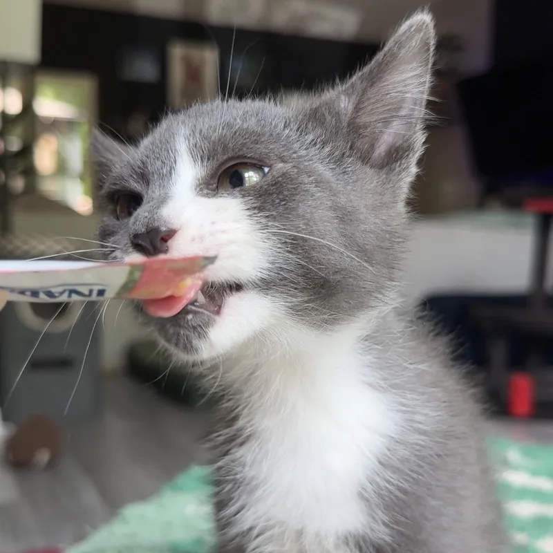 A baby large-sized male Gray & White Domestic Short Hair cat named Sir Loin for adoption in Charlotte, NC