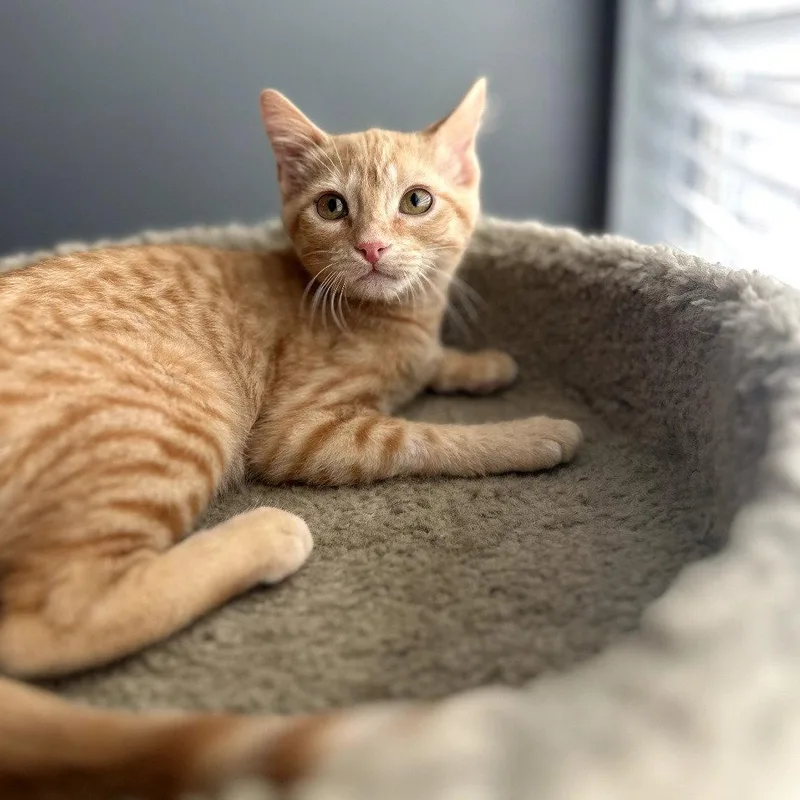 Pimento Cheese thumbnail 2