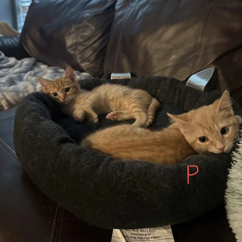 Pimento Cheese thumbnail 3