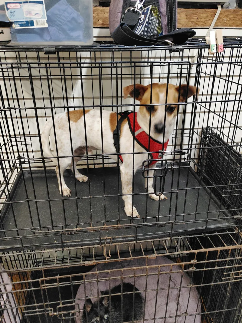 A young small-sized male Chihuahua dog named Prince for adoption in Garland, TX