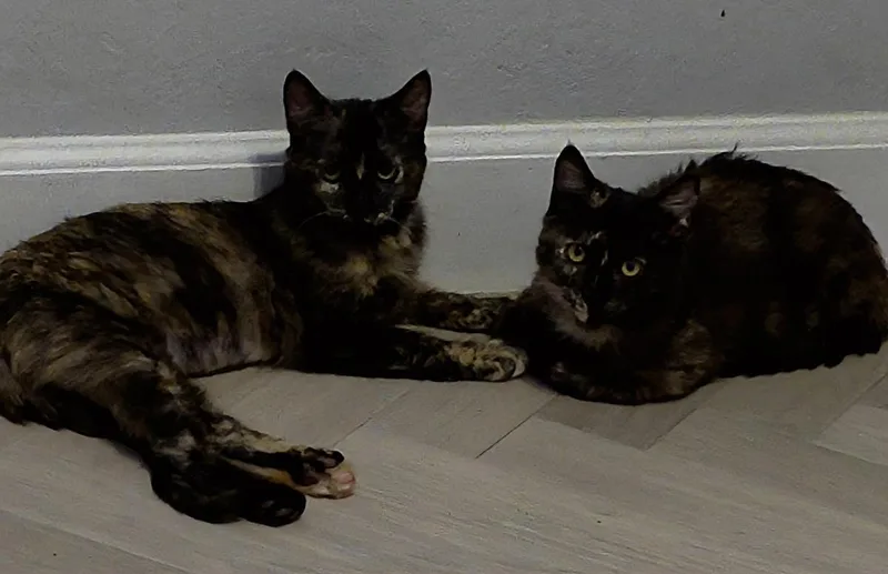 A baby small-sized female Black Tortoiseshell cat named Chai Spicewood for adoption in Chandler, AZ