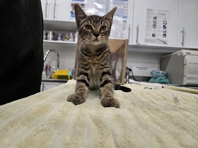 A baby small-sized male Domestic Short Hair cat named Kristoff for adoption in Antioch, CA