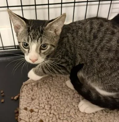 A baby medium-sized male Domestic Short Hair cat named Twinkle for adoption in Windsor, CT