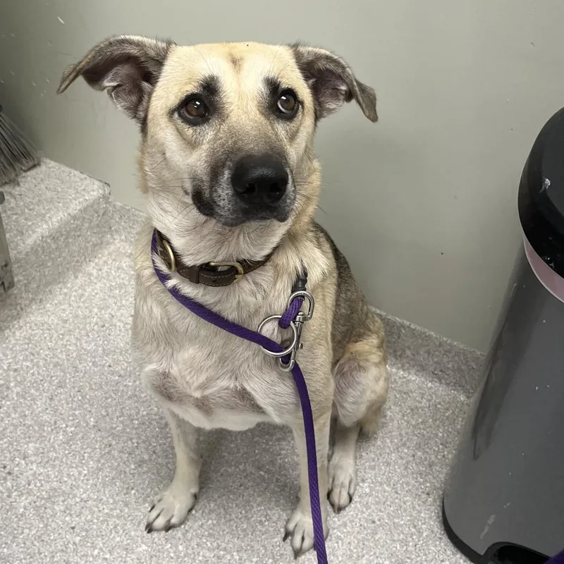 An adult medium-sized female Apricot / Beige German Shepherd Dog dog named Shadow for adoption in Kansas City, KS