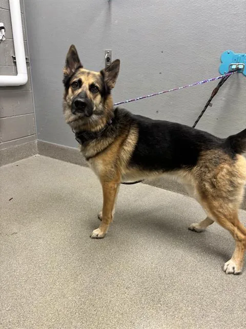 A young large-sized male German Shepherd Dog dog named Tucker for adoption in Las Vegas, NV