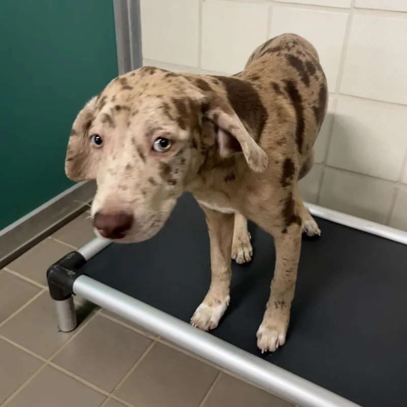 A baby medium-sized male Yellow / Tan / Blond / Fawn Catahoula Leopard Dog dog named VooDoo for adoption in Bryan, TX