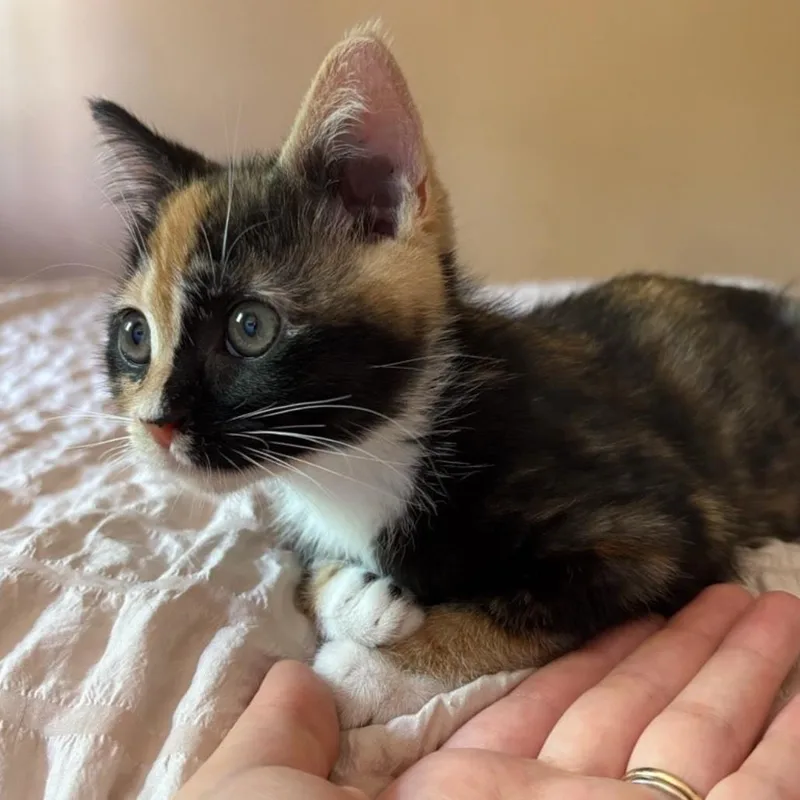 A baby small-sized female Tortoiseshell Domestic Short Hair cat named Cancun for adoption in Westminster, CA
