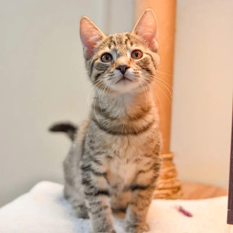 A baby small-sized male Gray / Blue / Silver Domestic Short Hair cat named French Onion for adoption in Kailua Kona, HI