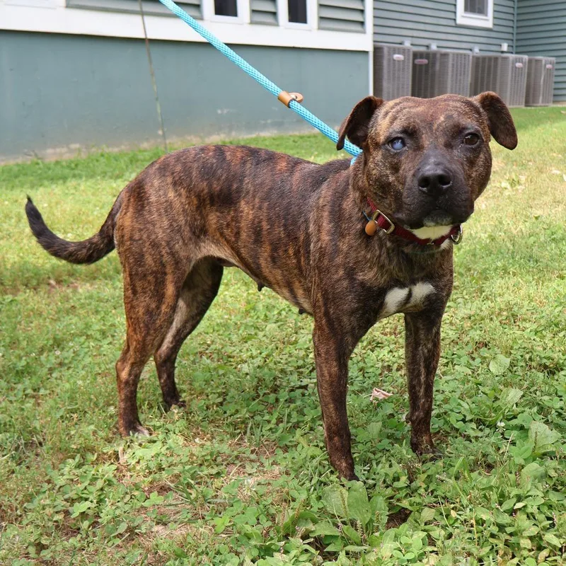 An adult medium-sized female Brindle Mixed Breed dog named Cinnamon for adoption in Saint Charles, MO