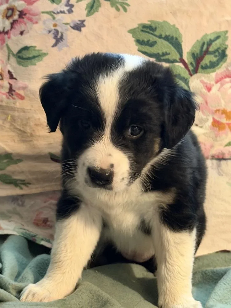 A baby medium-sized female Tricolor (Brown, Black, & White) Labrador Retriever dog named Dakota Wardell Pups for adoption in Horn Lake, MS