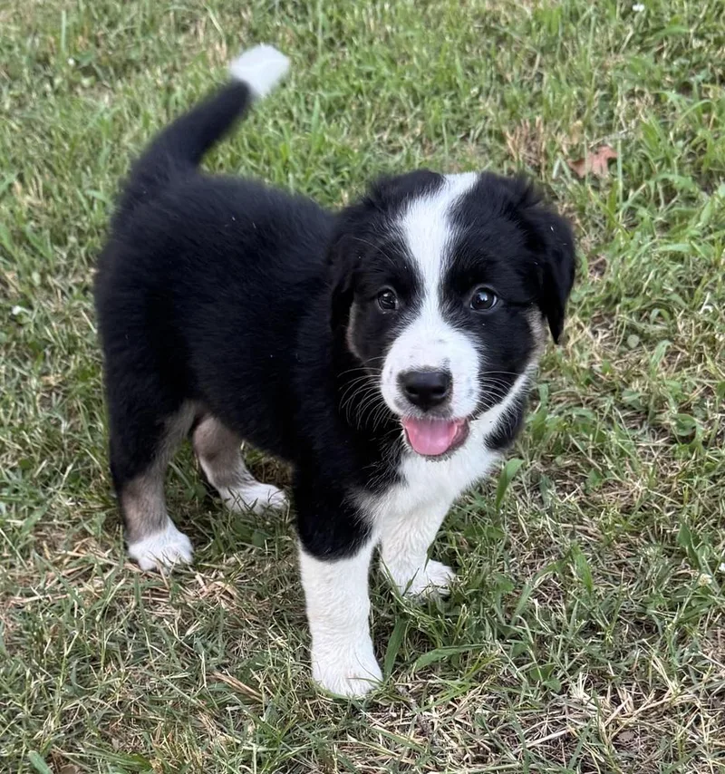 Dakota  Wardell Pups thumbnail 2