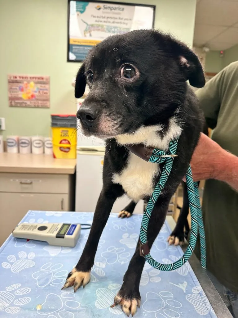 A young small-sized male Mixed Breed dog named Piglet for adoption in Waverly, NY