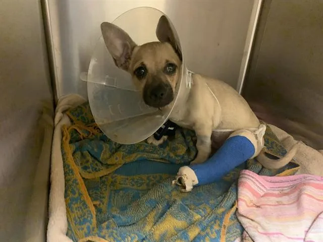A baby small-sized male Chihuahua dog named Scout for adoption in Sacramento, CA