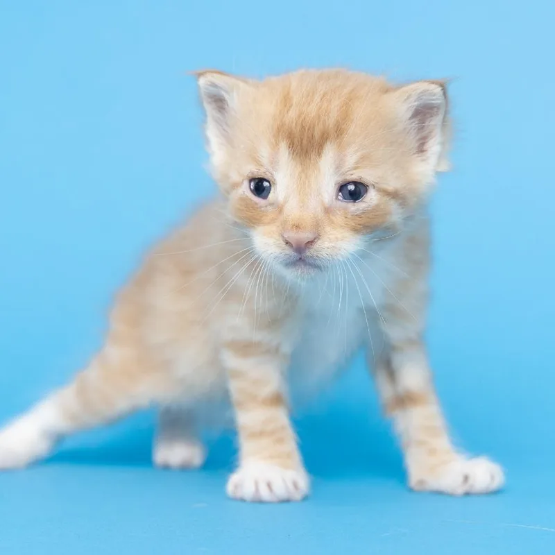 A baby small-sized male Orange / Red Domestic Short Hair cat named Leo for adoption in Franklin, TN