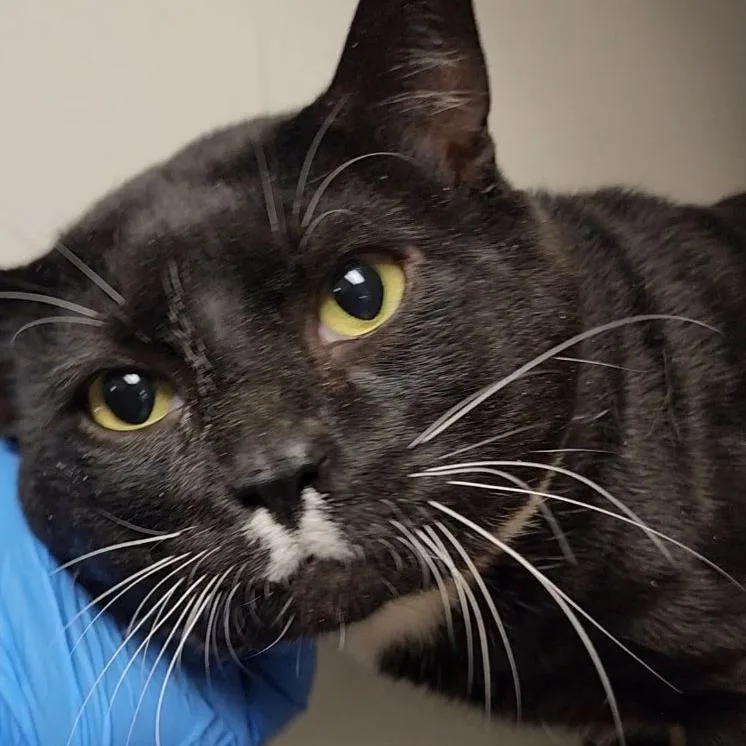 A senior extra large-sized male Black Domestic Short Hair cat named Panda Bear for adoption in Kennett Square, PA