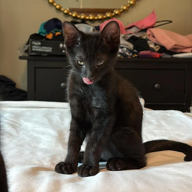 A baby medium-sized male Black American Shorthair cat named Maurice for adoption in Beloit, OH