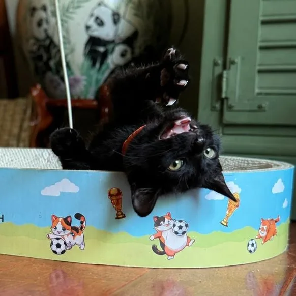 Maurice thumbnail 3
