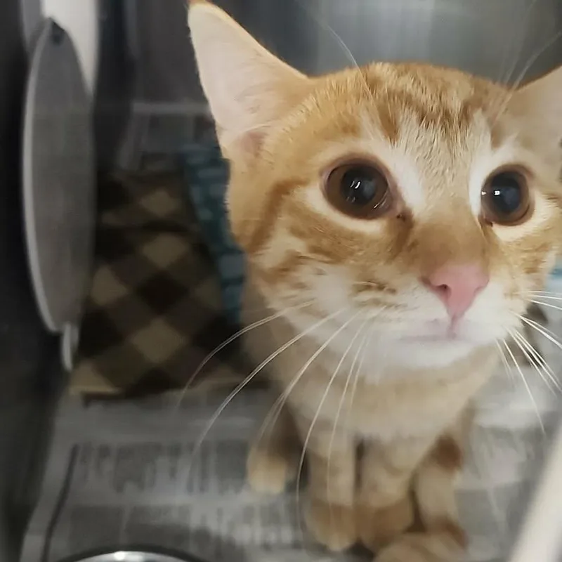 A baby small-sized male Orange / Red Domestic Short Hair cat named Furby for adoption in Charlottesville, VA