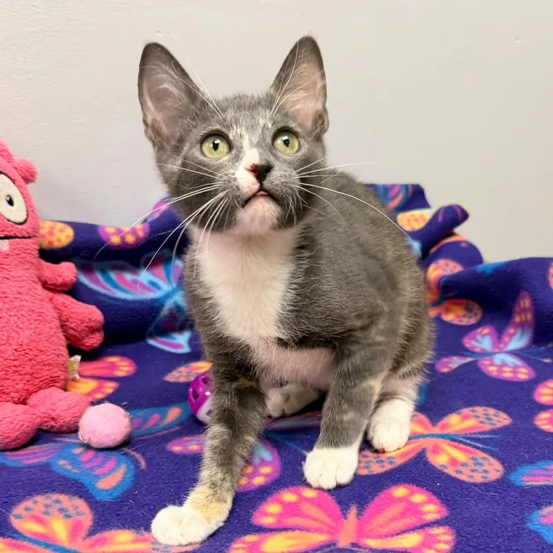 A young medium-sized female Dilute Tortoiseshell cat named Jigglypuff for adoption in miami, FL