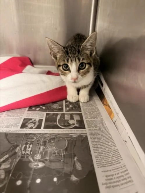 A baby small-sized female Domestic Short Hair cat named Henrietta for adoption in Van Nuys, CA