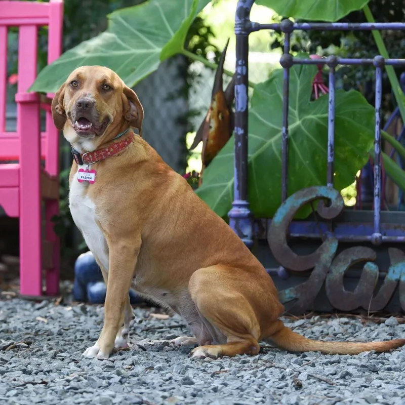 An adult large-sized female Labrador Retriever dog named Pashka for adoption in Wake Forest, NC