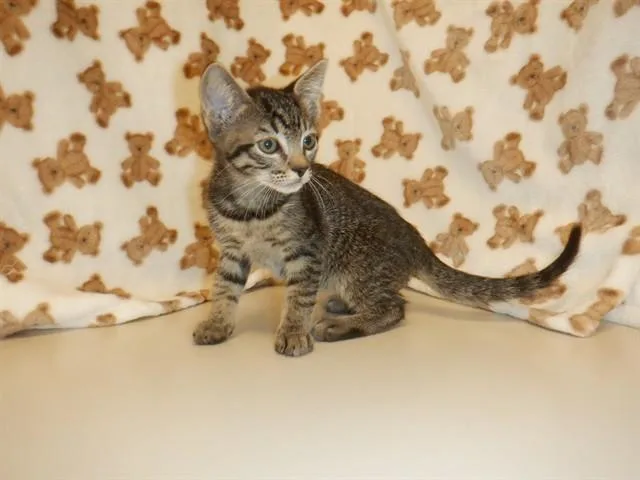 A baby small-sized male Domestic Short Hair cat named Perseverance for adoption in San Jose, CA