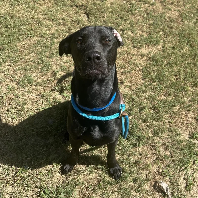 An adult large-sized male Black Mixed Breed dog named Jax for adoption in Chattanooga, TN