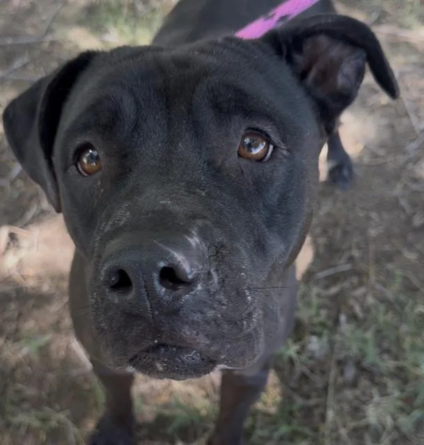 An adult large-sized female Pit Bull Terrier dog named Ebony for adoption in Tucson, AZ